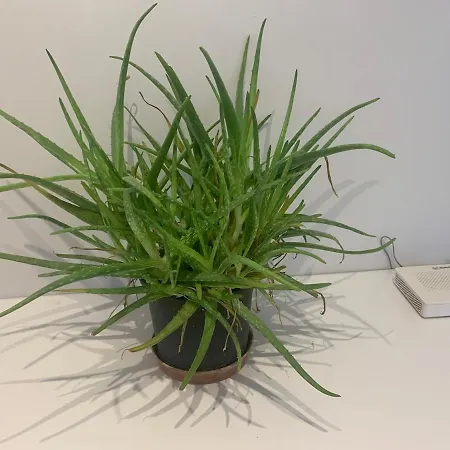 Appartement Big Flat 20 Minutes To Oldtown