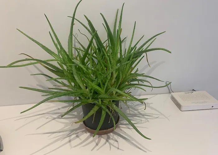 Apartamento Big Flat 20 Minutes To Oldtown